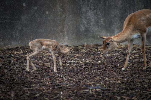 selection-gig