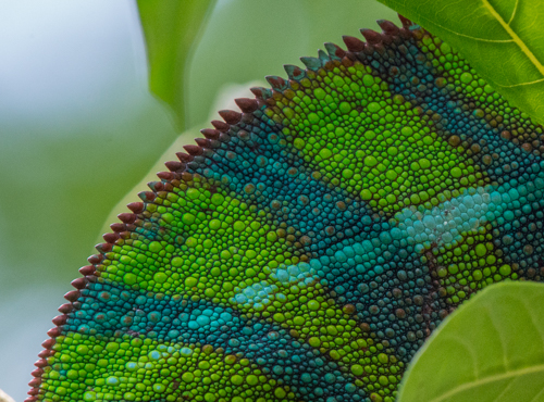 selection-gig